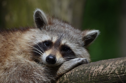 Raccoon Common sense: “Let of us delight in the game they purchased”