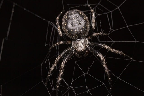 Name of Accountability: Dim Ops 6’s arachnophobia mode is arguably additional monstrous than legitimate broad spiders