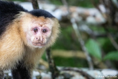 Monkey Island Followers Impact Their Maintain Sport, The Booze of Monkey Island