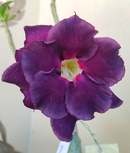 Crimson Desert Features Multiple Playable Characters And A Missile-Firing Mech