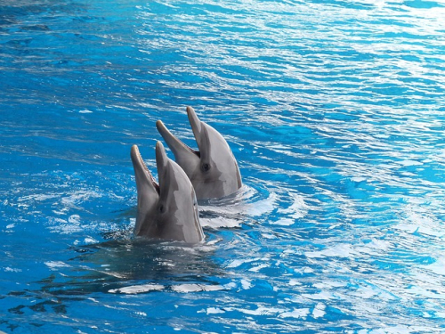 Ecco the Dolphin: Complete announced, includes remasters of the first two entries and brand-new game