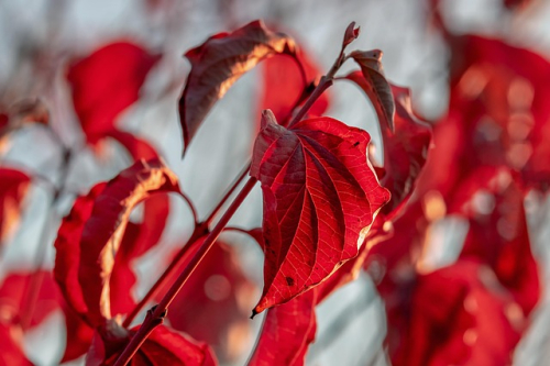 Crimson Desert increases Pearl Abyss Q1 earnings more than fivefold to $220.6m