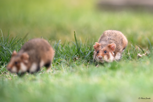 Hamster Wants To Release Hundreds Of Games For Its Console Archives Series