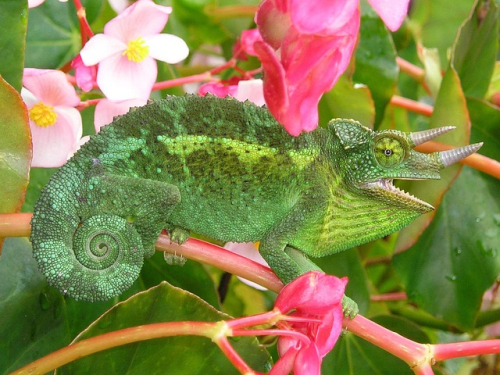 Meccha Chameleon sells 7M copies in first two weeks