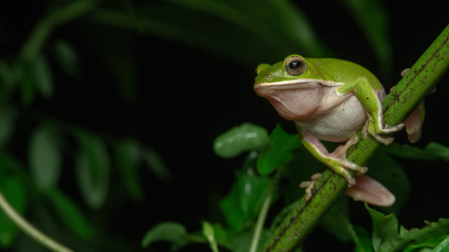 The Steam demo for this frog action brawler “inspired by Smash Bros and Naruto” has been kicking players’ butts