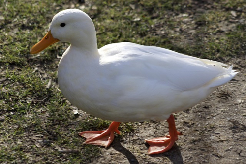 With 58 consoles and a dream, Pokemon Sapphire player chases “1 in 9 million” odds in an attempt to find a very specific shiny duck that he could immediately lose