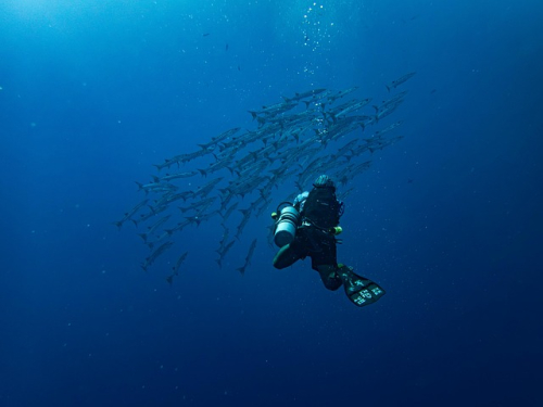 Dave The Diver’s Final DLC Is The Perfect Crossover